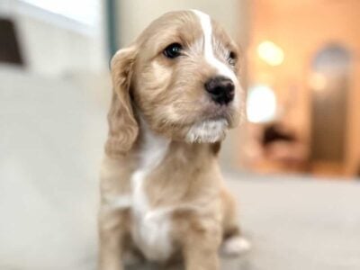 Cockapoo puppies for sale