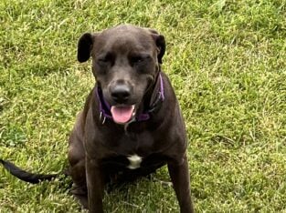 4 yr old female lab/pit mix
