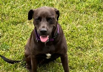 4 yr old female lab/pit mix