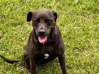 4 yr old female lab/pit mix