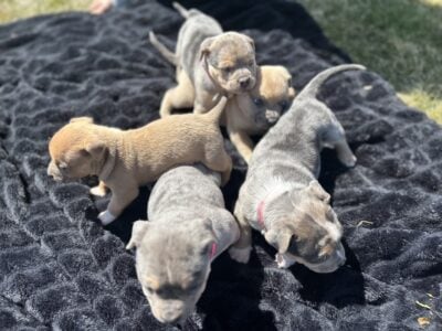 American bully’s xl