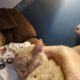 Rehoming 2 cats