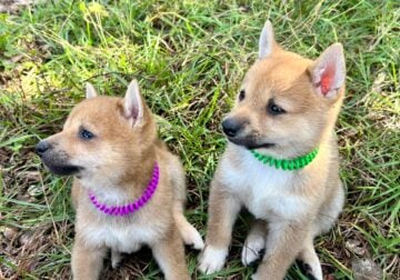 Stellar Shiba Inu Pups