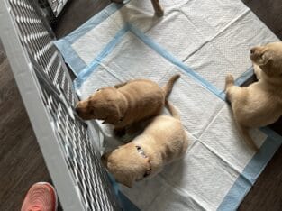 Adorable yellow labs for sale