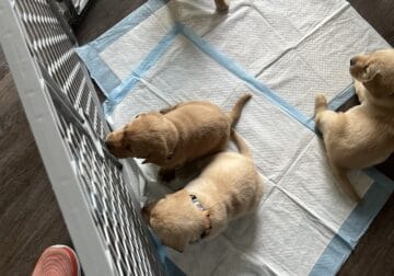 Adorable yellow labs for sale