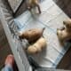 Adorable yellow labs for sale