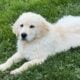 Golden Retriever puppy female