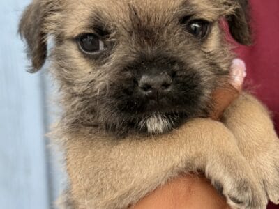 Schnug puppies