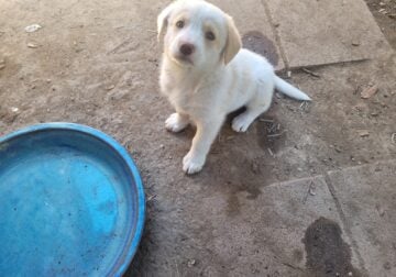 Cute Medium sized Puppies