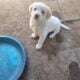 Cute Medium sized Puppies