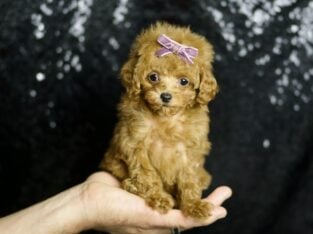 Little Red Toy/Teacup Poodle Female