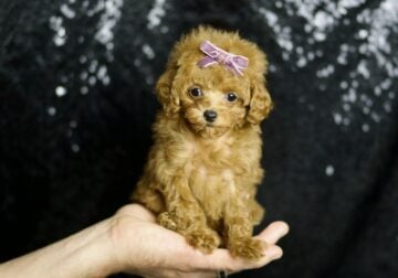 Little Red Toy/Teacup Poodle Female