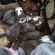 Beautiful American staffordshire terrier puppies