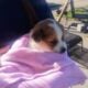 Smart puppies border collie blue tick mixed super