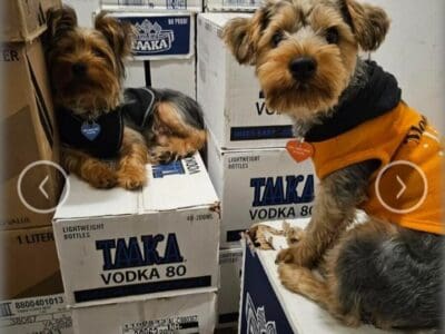 2 yr old female yorkie