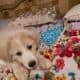 Pomeranian and other puppies. Healthy socialized