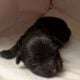Havanese Puppies