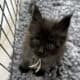 Maine Coon Kitten (Aqua)