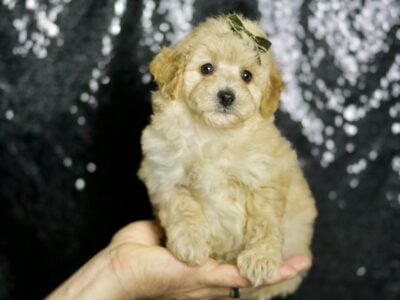 Cheeto Maltipoo