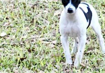 Cute Rat Terrier