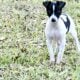 Cute Rat Terrier