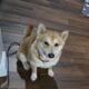 Shiba Inu pure bred