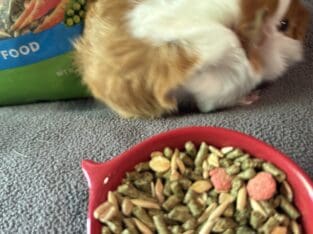 Young Guinea Pigs