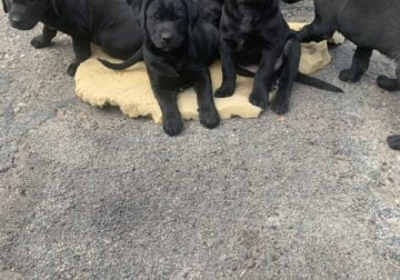 Lab mix puppies