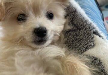 Pomapoo