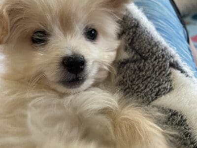 Pomapoo