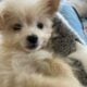 Pomapoo