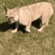 French Bulldog Puppy