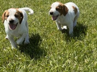 Brittany Spaniel Puppies
