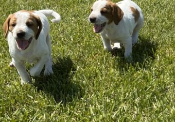 Brittany Spaniel Puppies