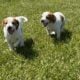 Brittany Spaniel Puppies