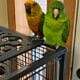 Pair of loving Conures with cage and mating box