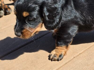 Dachshund puppies