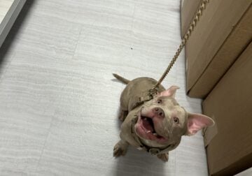 Lilac Tri-Merle Pocket Bully
