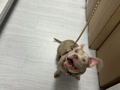 Lilac Tri-Merle Pocket Bully