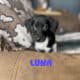 German Shorthaired Pointer x Golden Doodle Puppies