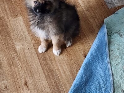 Pomeranian Puppies
