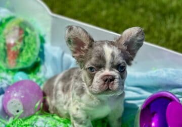 Adorable Fluffy French bulldog