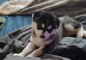 Husky puppy