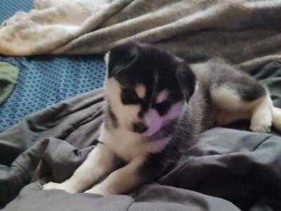 Husky puppy