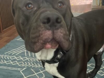 Ash needs a good Home
