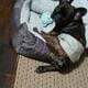 YAHanah – 6 mo Fluffy Frenchie