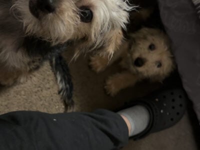 Yorkie-Chon Boy & Girl