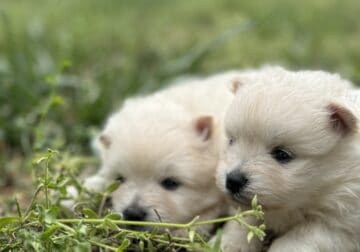 Pomeranian puppies