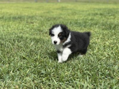 Australian Shepherd Puppy (Black Tri)