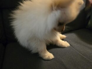 Puppy Pomeranian